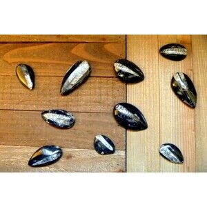 Orthoceras fossil 2-3" polished pendant necklace gemstones rocks minerals